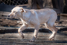 AMBER, Hund, Mischlingshund in Bulgarien - Bild 4