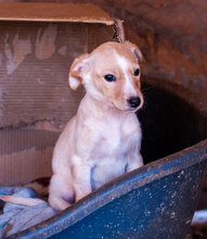 AMBER, Hund, Mischlingshund in Bulgarien - Bild 6