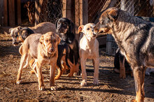 AMBER, Hund, Mischlingshund in Bulgarien - Bild 7