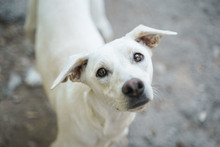 LUMI, Hund, Mischlingshund in Bulgarien - Bild 1
