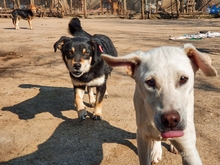 ARIEL, Hund, Mischlingshund in Bulgarien - Bild 10