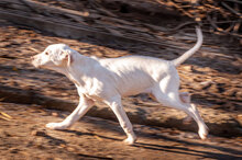 ARIEL, Hund, Mischlingshund in Bulgarien - Bild 15