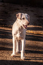 ARIEL, Hund, Mischlingshund in Bulgarien - Bild 16