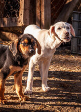 ARIEL, Hund, Mischlingshund in Bulgarien - Bild 17