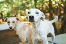 ARIEL, Hund, Mischlingshund in Bulgarien - Bild 4