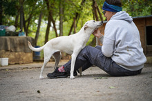 ARIEL, Hund, Mischlingshund in Bulgarien - Bild 5