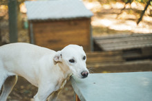 ARIEL, Hund, Mischlingshund in Bulgarien - Bild 9
