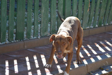 KIKO, Hund, Mischlingshund in Spanien - Bild 11