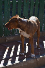 KIKO, Hund, Mischlingshund in Spanien - Bild 12