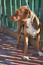 KIKO, Hund, Mischlingshund in Spanien - Bild 13