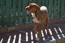 KIKO, Hund, Mischlingshund in Spanien - Bild 14