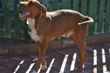 KIKO, Hund, Mischlingshund in Spanien - Bild 15