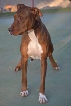 KIKO, Hund, Mischlingshund in Spanien - Bild 5