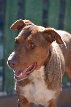 KIKO, Hund, Mischlingshund in Spanien - Bild 9
