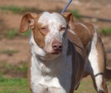 LUCERO, Hund, Mischlingshund in Spanien - Bild 1