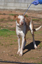 LUCERO, Hund, Mischlingshund in Spanien - Bild 3