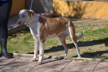 LUCERO, Hund, Mischlingshund in Spanien - Bild 4