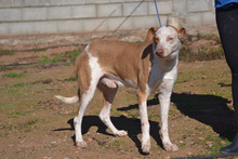 LUCERO, Hund, Mischlingshund in Spanien - Bild 5