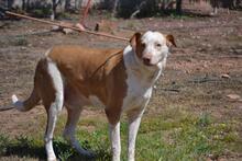 LUCERO, Hund, Mischlingshund in Spanien - Bild 6