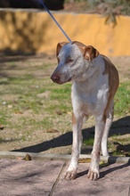 LUCERO, Hund, Mischlingshund in Spanien - Bild 7