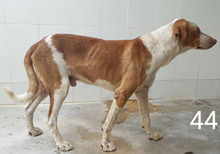 LUCERO, Hund, Mischlingshund in Spanien - Bild 8