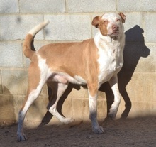 LUCERO, Hund, Mischlingshund in Spanien - Bild 9