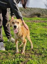 JOHNNY, Hund, Mischlingshund in Griechenland - Bild 2