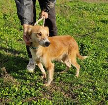 JOHNNY, Hund, Mischlingshund in Griechenland - Bild 3
