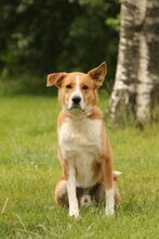 LUCAS, Hund, Mischlingshund in Bargstedt - Bild 1