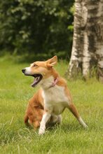 LUCAS, Hund, Mischlingshund in Bargstedt - Bild 2