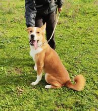 LUCAS, Hund, Mischlingshund in Bargstedt - Bild 3