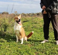 LUCAS, Hund, Mischlingshund in Bargstedt - Bild 4