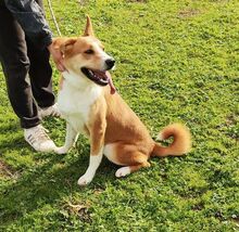 LUCAS, Hund, Mischlingshund in Bargstedt - Bild 5