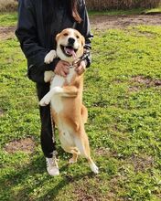 LUCAS, Hund, Mischlingshund in Bargstedt - Bild 6
