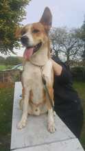 LUCAS, Hund, Mischlingshund in Bargstedt - Bild 7