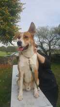 LUCAS, Hund, Mischlingshund in Bargstedt - Bild 8