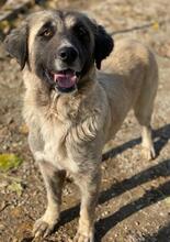 HARPER, Hund, Mischlingshund in Griechenland - Bild 10