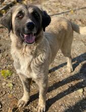 HARPER, Hund, Mischlingshund in Griechenland - Bild 12