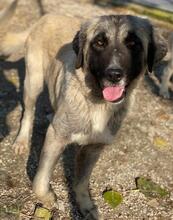 HARPER, Hund, Mischlingshund in Griechenland - Bild 14