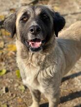 HARPER, Hund, Mischlingshund in Griechenland - Bild 9