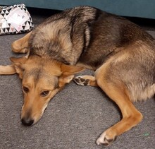 ISA, Hund, Mischlingshund in Overath - Bild 3