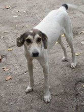 MADLYN, Hund, Mischlingshund in Bulgarien - Bild 1
