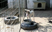 MADLYN, Hund, Mischlingshund in Bulgarien - Bild 10
