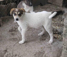 MADLYN, Hund, Mischlingshund in Bulgarien - Bild 11