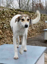 MADLYN, Hund, Mischlingshund in Bulgarien - Bild 12