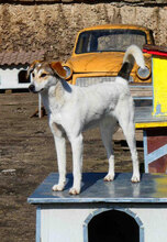 MADLYN, Hund, Mischlingshund in Bulgarien - Bild 13