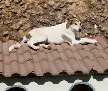 MADLYN, Hund, Mischlingshund in Bulgarien - Bild 14