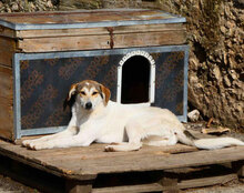 MADLYN, Hund, Mischlingshund in Bulgarien - Bild 16