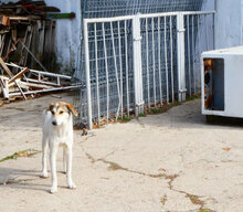 MADLYN, Hund, Mischlingshund in Bulgarien - Bild 17
