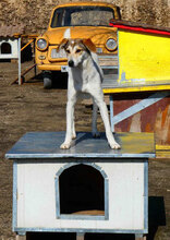 MADLYN, Hund, Mischlingshund in Bulgarien - Bild 18